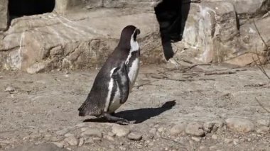 Humboldt pengueni, Spheniscus humboldti veya Perulu penguen