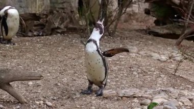 Humboldt pengueni, Spheniscus humboldti veya Perulu penguen