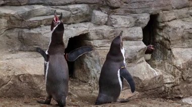Humboldt pengueni, Spheniscus humboldti veya Perulu penguen