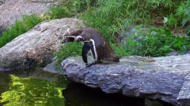 Humboldt pengueni, Spheniscus humboldti veya Perulu penguen