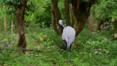 Demokiselle Crane ve Anthropoides başak kuşları gün boyunca açık yeşil çayırlarda yaşarlar. Orta Avrupa 'da bulunan bir turna türüdür.