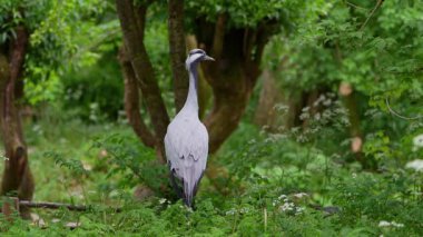 Demokiselle Crane ve Anthropoides başak kuşları gün boyunca açık yeşil çayırlarda yaşarlar. Orta Avrupa 'da bulunan bir turna türüdür.