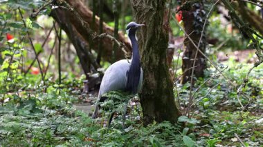 Demokiselle Crane ve Anthropoides başak kuşları gün boyunca açık yeşil çayırlarda yaşarlar. Orta Avrupa 'da bulunan bir turna türüdür.