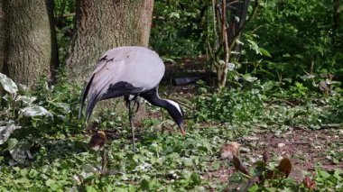 Demokiselle Crane, Anthropoides başak ailesi ve genç yavruları gün boyunca açık yeşil çayırlarda yaşıyorlar. Orta Avrupa 'da bulunan bir turna türüdür.