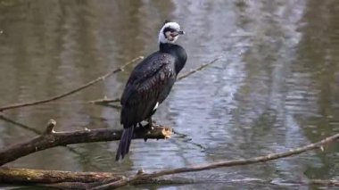 Kuzey yarımküre boyunca büyük siyah karabatak olarak bilinen büyük karabatak, Avustralya 'daki siyah karabatak ve Yeni Zelanda' nın daha güneyindeki siyah karabatak