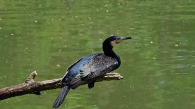 Kuzey yarımküre boyunca büyük siyah karabatak olarak bilinen büyük karabatak, Avustralya 'daki siyah karabatak ve Yeni Zelanda' nın daha güneyindeki siyah karabatak