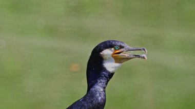 Kuzey yarımküre boyunca büyük siyah karabatak olarak bilinen büyük karabatak, Avustralya 'daki siyah karabatak ve Yeni Zelanda' nın daha güneyindeki siyah karabatak
