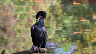 Kuzey yarımküre boyunca büyük siyah karabatak olarak bilinen büyük karabatak, Avustralya 'daki siyah karabatak ve Yeni Zelanda' nın daha güneyindeki siyah karabatak