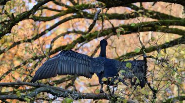 Kuzey yarımküre boyunca büyük siyah karabatak olarak bilinen büyük karabatak, Avustralya 'daki siyah karabatak ve Yeni Zelanda' nın daha güneyindeki siyah karabatak