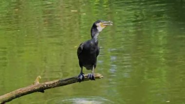 Kuzey yarımküre boyunca büyük siyah karabatak olarak bilinen büyük karabatak, Avustralya 'daki siyah karabatak ve Yeni Zelanda' nın daha güneyindeki siyah karabatak