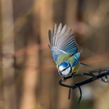 The Eurasian blue tit, Cyanistes caeruleus is a small passerine bird in the tit family, Paridae. It is easily recognisable by its blue and yellow plumage and small size.