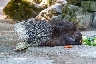 Hint armalı kirpi (