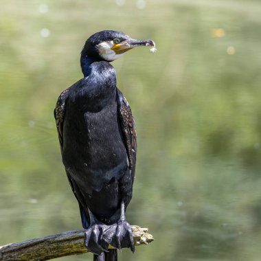 Kuzey yarımküre boyunca büyük siyah karabatak olarak bilinen büyük karabatak, Avustralya 'daki siyah karabatak ve Yeni Zelanda' nın daha güneyindeki siyah karabatak