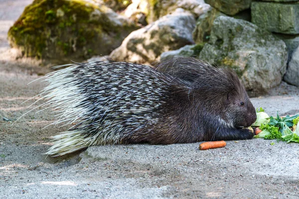 Hint armalı kirpi (