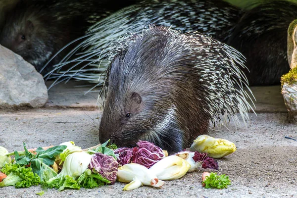 Hint armalı kirpi (