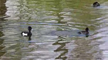 Tufted duck, Aythya fuligula, Almanya 'nın Münih kentindeki İngiliz Bahçesi' nde Kleinhesseloher Gölü 'nde yüzen küçük bir ördek.
