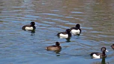 Tufted duck, Aythya fuligula, Almanya 'nın Münih kentindeki İngiliz Bahçesi' nde Kleinhesseloher Gölü 'nde yüzen küçük bir ördek.