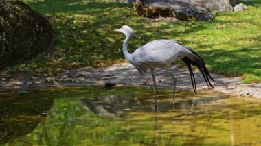 Grus paradisea, Güney Afrika 'ya özgü nesli tükenmekte olan bir kuş türü. Güney Afrika 'nın ulusal kuşudur.