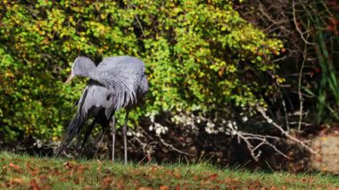 Grus paradisea, Güney Afrika 'ya özgü nesli tükenmekte olan bir kuş türü. Güney Afrika 'nın ulusal kuşudur.