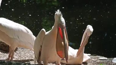 Büyük Beyaz Pelikan (