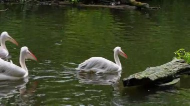 Büyük Beyaz Pelikan (