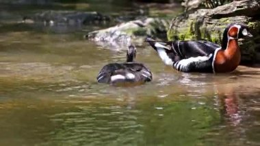 Branta ruficollis, Avrasya 'dan Branta cinsinde parlak işaretli kaz türü, çoğunlukla Taymyr Yarımadası' nda olmak üzere Arktik Sibirya 'da ürer..