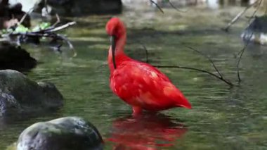 Kızıl aynak, Eudocimus ruber, Threskiornithidae familyasından bir kuş, kabuklu deniz ürünlerinin kırmızımsı renklerine hayran kalmıştır.