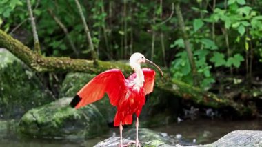 Kızıl aynak, Eudocimus ruber, Threskiornithidae familyasından bir kuş, kabuklu deniz ürünlerinin kırmızımsı renklerine hayran kalmıştır.