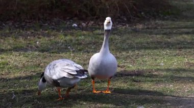 Çubuk başlı kaz Anser indicus, Orta Asya 'da, Güney Asya' daki dağ gölleri ve kışlarda Hindistan yarımadasının güneyine kadar uzanan kolonilerde yaşayan bir kaz türüdür. İngiliz Bahçesi, Münih, Almanya 'da görüldü.