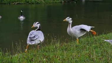 Çubuk başlı kaz Anser indicus, Orta Asya 'da, Güney Asya' daki dağ gölleri ve kışlarda Hindistan yarımadasının güneyine kadar uzanan kolonilerde yaşayan bir kaz türüdür. İngiliz Bahçesi, Münih, Almanya 'da görüldü.
