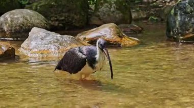 Saman boyunlu Ibis, Threskiornis spinicollis, Threskiornithidae familyasından bir kuş türü..
