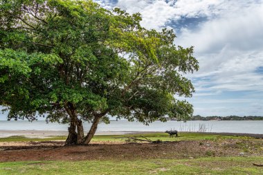 Praia do Foguinho plajı Soure, Marajo Para, Brezilya. Mangrov ağaçları ve su buffaloları olan güzel doğal plaj manzarası.