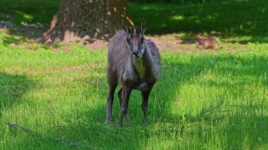 Apennine Chamois, Rupicapra pyrenaica ornata, İtalya 'daki Abruzzo-Lazio-Molise Ulusal Parkı ve İspanya' daki Pireneler 'de yaşamaktadır.