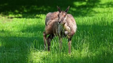 Apennine Chamois, Rupicapra pyrenaica ornata, İtalya 'daki Abruzzo-Lazio-Molise Ulusal Parkı ve İspanya' daki Pireneler 'de yaşamaktadır.