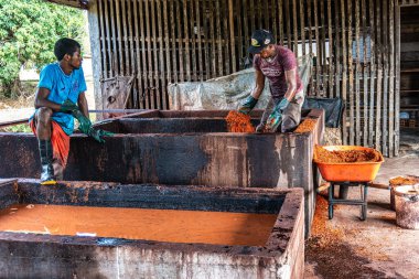Soure, Brezilya - 11 Aralık 2025: Soure, Ilha de Marajo, Brezilya 'daki deri tabakhanesinde çalışan insanlar