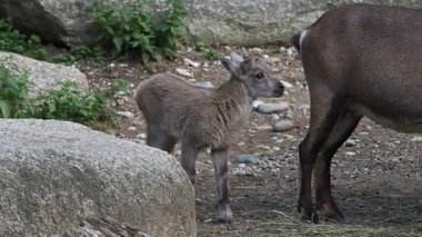 Genç dağ keçisi annesiyle birlikte bir kayanın üzerinde. Bir Alman parkında Capra Dağ keçisi.