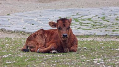 Yavru Aurochs, Heck sığırları, Bos primigenius Taurus, soyu tükenmiş yaban öküzlerine benzediğini iddia etti. Evcil dağlık sığırlar