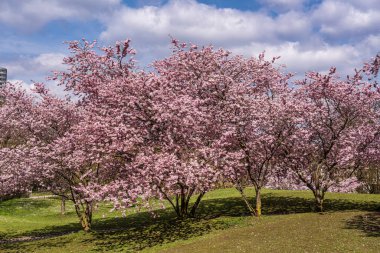 Almanya 'da Münih' te kiraz çiçekleri açar. Mavi ve bulutlu arkaplanlı pembe kiraz çiçekleri. Almanya 'da bahar.