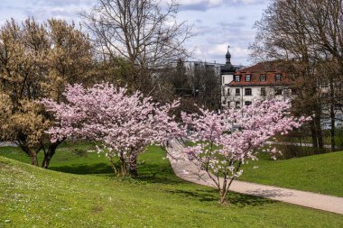 Almanya 'da Münih' te kiraz çiçekleri açar. Mavi ve bulutlu arkaplanlı pembe kiraz çiçekleri. Almanya 'da bahar.