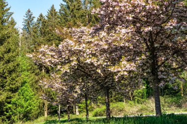 Japon kirazı, Prunus serrulata Dünya Ormanı 'nda çiçek açıyor, Almanya' nın Bavyera kentindeki Münih yakınlarında Weltwald in Freising.