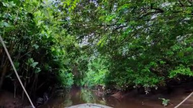 Igarape do Urubu Nehri, Delta das Canarias, Ilha das Canarias, Brezilya 'da tekne gezisi. Amazon yağmur ormanları. Güney Amerika