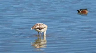 Büyük Flamingo, Phoenicopterus Roseus Camargue 'deki Pont de Gau Ornitoloji parkında. Fransa' daki Saintes Maries de la Mer 'de bölgesel park.