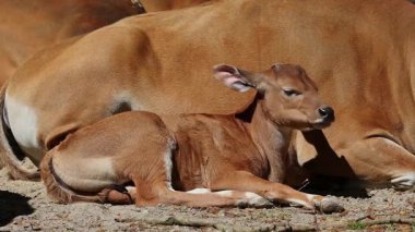 Genç bebek Banteng, Bos javanicus veya Red Bull. Vahşi bir sığır türüdür ama sığır ve bizondan farklı kilit özellikler vardır: hem erkek hem de dişilerde beyaz bir şerit..