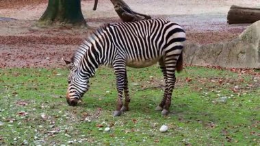 Hartmann dağ zebrası Equus zebra hartmannae, Angola 'nın güneybatısında ve Namibya' nın batısında bulunan bir dağ zebrası alt türüdür..