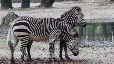 Hartmann dağ zebrası Equus zebra hartmannae, Angola 'nın güneybatısında ve Namibya' nın batısında bulunan bir dağ zebrası alt türüdür..