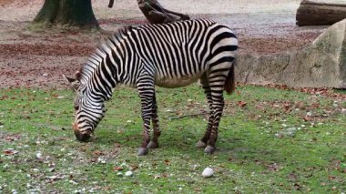 Hartmann dağ zebrası Equus zebra hartmannae, Angola 'nın güneybatısında ve Namibya' nın batısında bulunan bir dağ zebrası alt türüdür..