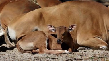 Banteng ailesi, Bos javanicus veya Red Bull. Vahşi bir sığır türüdür ama sığır ve bizondan farklı kilit özellikler vardır: hem erkek hem de dişilerde beyaz bir şerit..