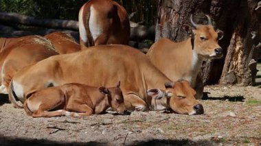 Banteng ailesi, Bos javanicus veya Red Bull. Vahşi bir sığır türüdür ama sığır ve bizondan farklı kilit özellikler vardır: hem erkek hem de dişilerde beyaz bir şerit..