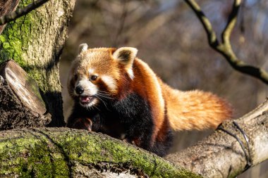 Kırmızı panda, Ailurus fulgens, daha küçük panda ve kırmızı kedi ayı olarak da bilinir..