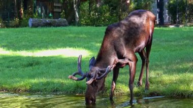 Geyik ya da geyik, Alces Alces geyik familyasındaki en büyük türdür. Geyikler, erkeklerin geniş, düz ya da palmat boynuzlarıyla ayırt edilir..